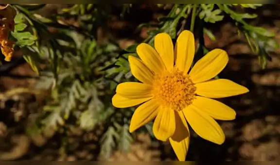 Xiaomi: con esta app puedes mejorar las fotos hechas con la cámara del Mi 9 [FOTOS]
