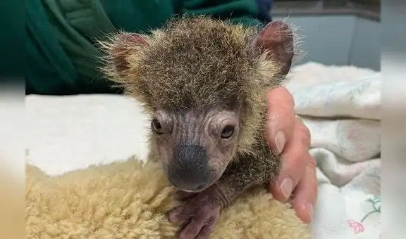El renacer de Keli, el bebé koala lleno de hongos y desnutrido rescatado de un incendio forestal 