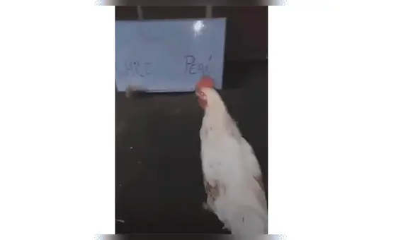 Gallina ‘Poly’ predice el triunfo de Perú ante Chile antes de la final de la Copa América [VIDEO]