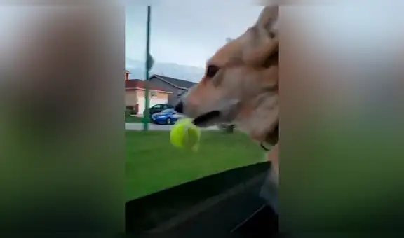 Perro pierde su juguete favorito al salir a pasear y tiene conmovedora reacción [VIDEO] 