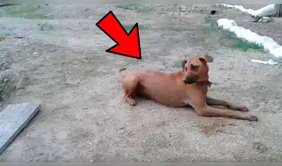 YouTube viral: hombre finge estar ahogado y su perro lo sorprende con increíble conducta [VIDEO]