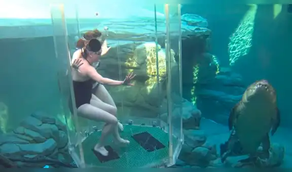 YouTube viral: chicas se sumergen en santuario de enorme cocodrilo y quedan horrorizadas 