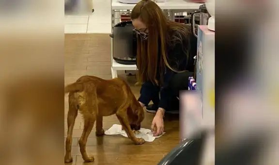 Vendedora ve a hambriento perro callejero entrar a su tienda y le regala toda su comida [FOTOS]