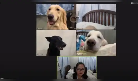 Realiza reunión con sus perros mediante una videollamada y protagonizan divertido momento [VIDEO]