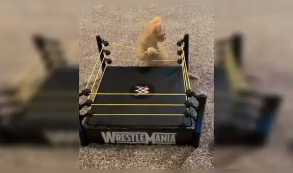 Gatos ’pelean’ dentro de un cuadrilátero de juguete al estilo de Wrestlemania [VIDEO]