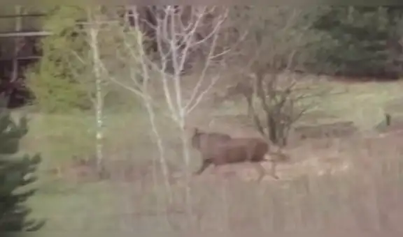 YouTube: miles quedaron en shock al ver a extrañas criatura en Chernóbil [VIDEO]