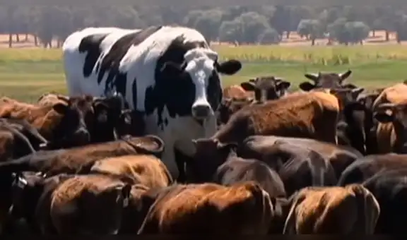 YouTube Viral: Conoce a Knickers, la vaca más grande del mundo que se salvó de morir por su gran tamaño [VIDEO]