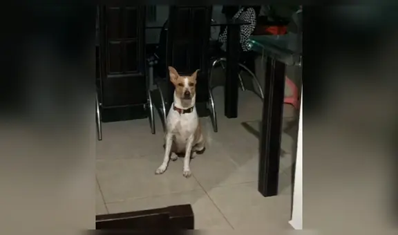 Creyó que había adoptado un perro chihuahua pero al poco tiempo descubre su verdadera raza [VIDEO]
