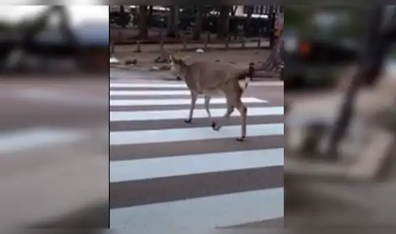 Ciervo respeta señales de tránsito de una calle y se gana la admiración de todos [VIDEO]