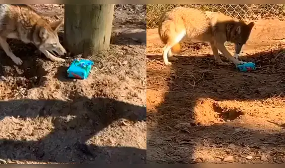 Coyote recibe regalo por parte de su cuidadora, lo abre y tiene curiosa reacción al verlo [VIDEO]