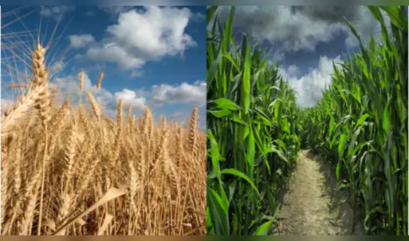 Maíz y trigo bajan por la tensión en Medio Oriente 