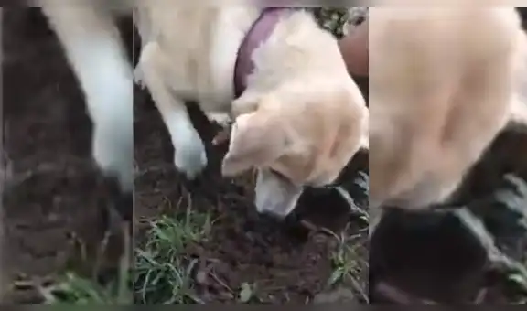 Perra encuentra a su hijo enterrado y protagoniza emotiva escena tratar de ‘resucitarlo’ [VIDEO]