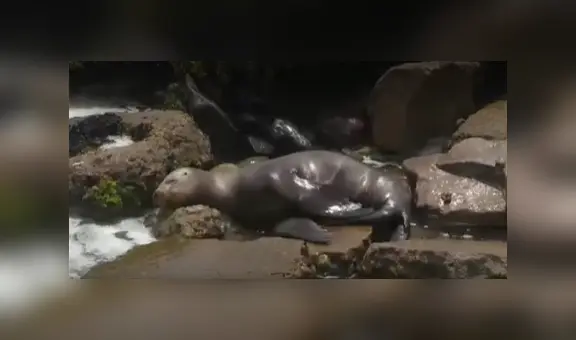 Miraflores: hallan lobo marino herido en playa Punta Roquitas y bañistas piden ayuda para rescatarlo