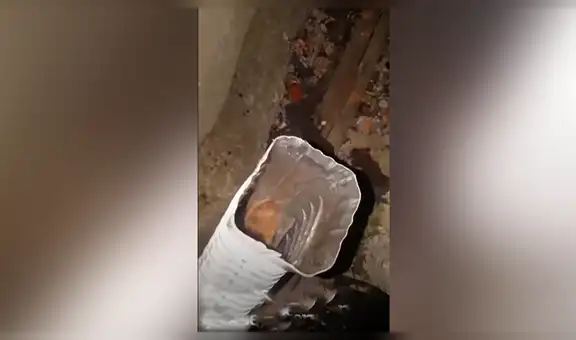 Capta misteriosos ruidos en tubería, revisa y encuentra a pequeño ‘visitante’ que causa ternura en miles [VIDEO]