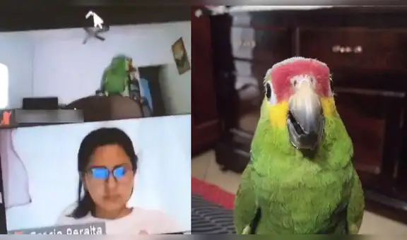 Loro se cuela en la clase virtual de su dueño y profesora los expulsa al descubrirlos [VIDEO]