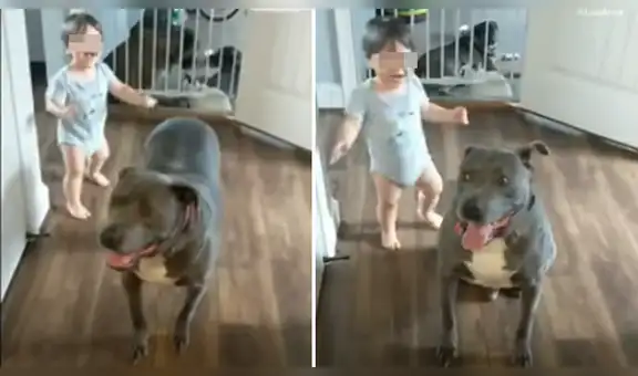 Mujer deja a su bebé junto a su perro y al regresar los encuentra en tierna escena [VIDEO]