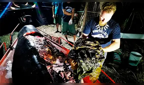 Ballena muere por tener 40 kilos de plástico en el estómago [FOTOS]
