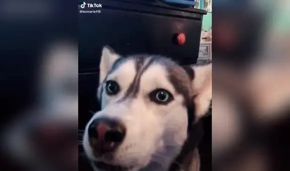 Perro asombra con tierna reacción al escuchar las palabras “I love you” [VIDEO]