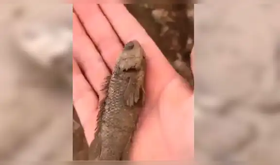 Facebook viral: Poblador encuentra pez 'moribundo' en la tierra, lo agarra y sucede lo impensado [VIDEO]