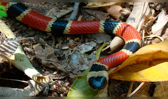 Hambriento gato se topa con peligrosa serpiente y ocurre algo insólito [VIDEO]
