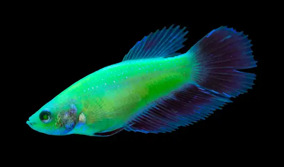 La polémica historia del Glofish, el pez transgénico que brilla en la oscuridad