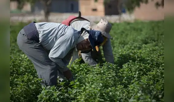 Conveagro: Más de 2 millones 200 mil agricultores y ganaderos necesitan acceder al FAE-Agrario
