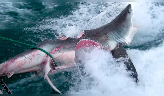 Voraces tiburones caníbales se enfrentan y terminan despedazados en medio del océano [VIDEO]
