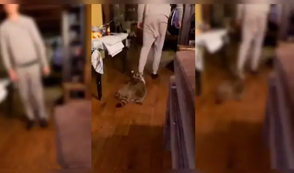 Joven rescata mapache salvaje y ahora se han vuelto inseparables [VIDEO]