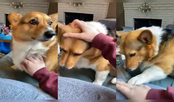 Perro adora que lo acaricien y cuando su dueña deja de hacerlo este tiene inesperada reacción [VIDEO]