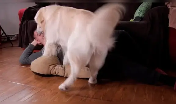 Adorable perro ve que su dueño duerme en su cama y tiene insólita reacción [VIDEO]