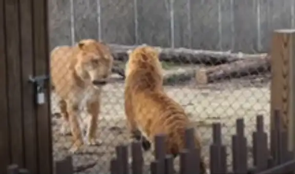 Tigre entra por error a jaula de leona y esta tiene una efusiva reacción