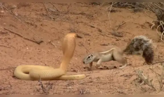 Letal cobra intenta devorar a ardilla, pero su madre la enfrenta y desata tremenda pelea [VIDEO]
