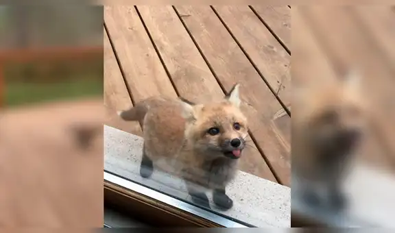 Joven creyó que perritos jugaban afuera de su casa, pero en realidad eran dos zorros bebé [FOTOS]