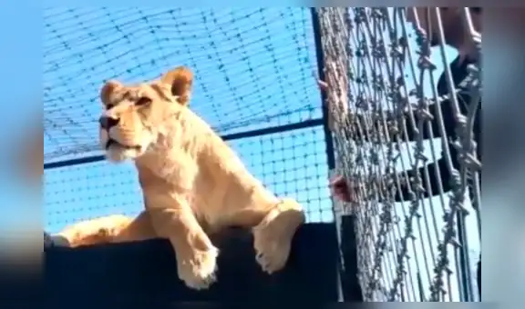 Turista mete su mano en jaula de leona y depredadora tiene curiosa reacción [VIDEO]