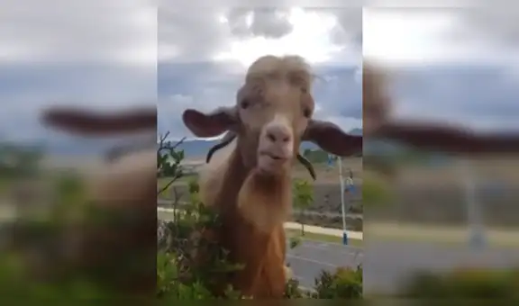 Granjero intenta ‘conversar’ con su cabra y ella tiene increíble comportamiento [VIDEO]