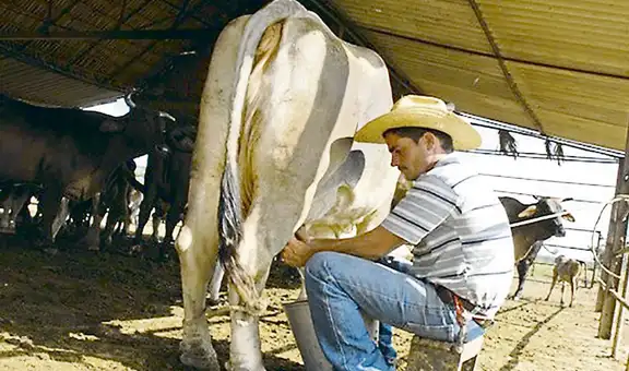 Día Mundial de la Leche: más de 30.000 ganaderos lecheros a punto de quebrar             