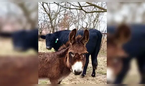 Burra miniatura se convierte en guía de animales ciegos y las redes la adoran [VIDEO]