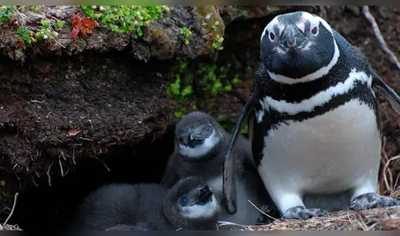 Argentina: descubren nueva colonia de pingüinos de Magallanes en Tierra del Fuego