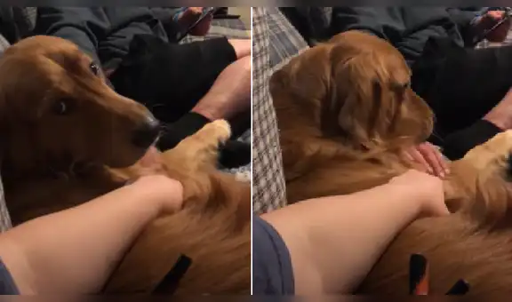 Perro tiene insólita reacción cuando sus dueños dejan de acariciarle la barriga [VIDEO]