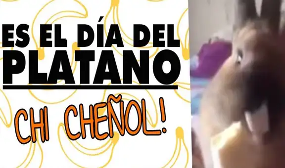 “Chi, cheñol”: ¿qué pasó con la conejita del tierno viral que se volvió una pegajosa canción?
