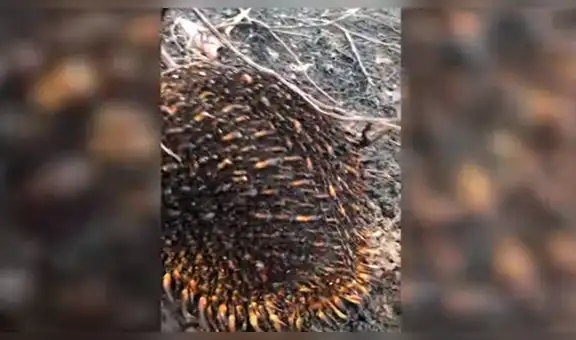 Hombre encuentra a equidna con graves heridas tras intentar escapar de los incendios forestales [VIDEO] 