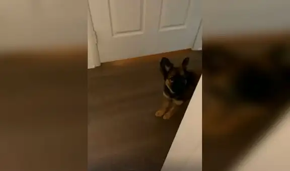Perrita juega a las escondidas con su dueño y juntos protagonizan emotiva escena [VIDEO] 