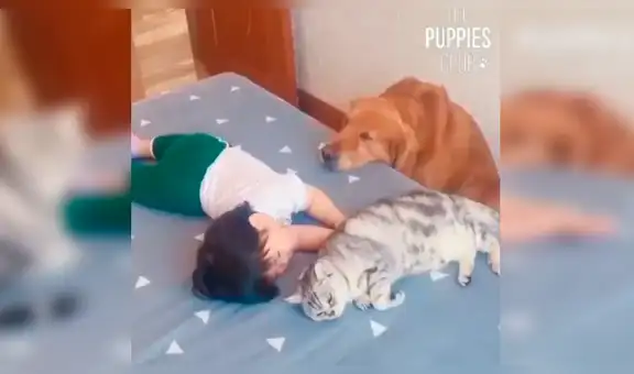 Mujer pide a sus mascotas vigilar a su pequeña hija y los encuentra en conmovedora escena [VIDEO] 