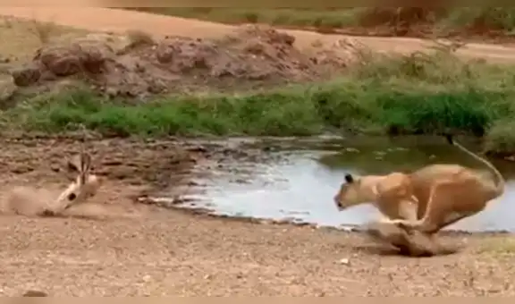 Feroz leona quiere devorar a astuta gacela que usa truco y escapa de la muerte [VIDEO]