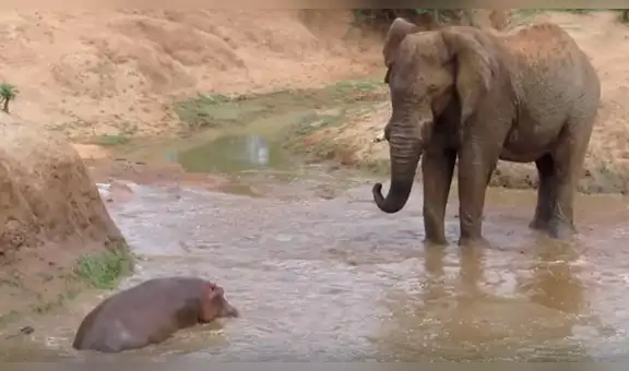 Hipopótamo bebé casi es aplastado por enorme elefante, pero su mamá lo salva [VIDEO]