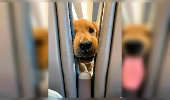 Simpático perro se aburre durante vuelo y juega con pasajero que estaba atrás [FOTOS]