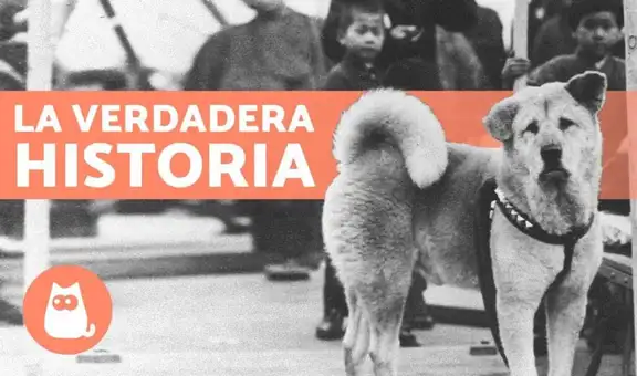 Conoce la historia verdadera de Hachiko, el leal perro que esperó a su amo por nueve años [VIDEO]