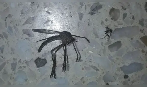 Gigantesco ‘mosquito’ deja aterrados a miles de usuarios con su espeluznante aspecto [FOTOS]