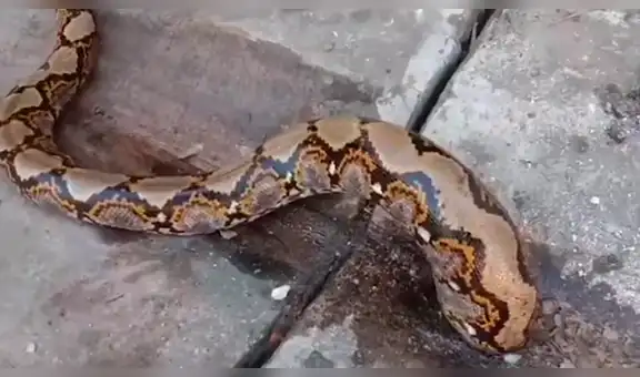 Enorme serpiente queda atorada en concreto y pobladores se asustan con su presencia [VIDEO]