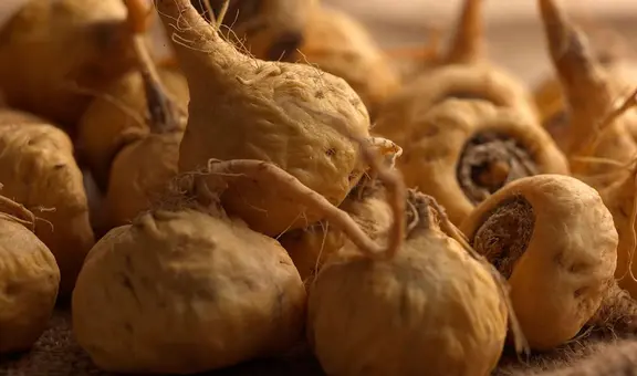 Maca: beneficios, propiedades y contraindicaciones